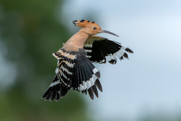 Eurasian hoopoe (Upupa epops) in flight.  © Albert