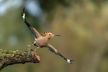 Eurasian hoopoe (Upupa epops) taking off from a branch. Green background.             © Albert
