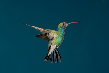 Broad-billed hummingbird in flight © willtu