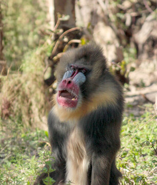 Mandrill primate (Mandrillus sphinx) sitting with open mouth