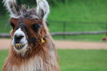 close up of a llama head © Red