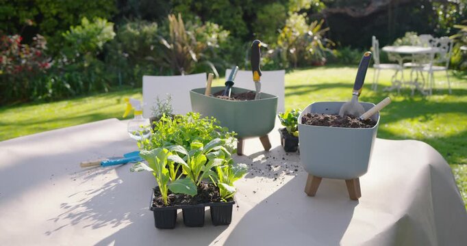 Camera is moving forward and right, focusing on seedling tray, planters and tools on sunlit table