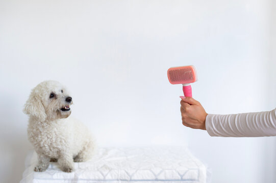 A person holds up a pink slicker brush toward a small white Bichon Frise dog in Paris, France. The clean studio framing against a white wall provides useful copy space.   