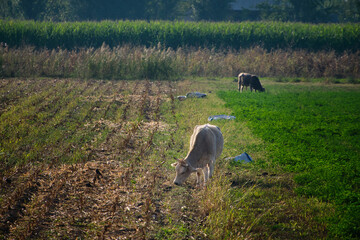Cows grazing in a green agricultural field near a harvested cornfield on a sunny day in rural countryside. © Marat