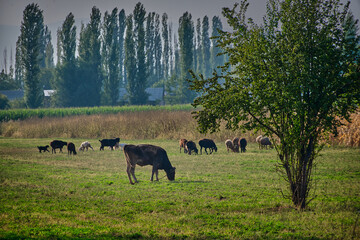 Cow and sheep grazing in a green meadow with tall trees in rural countryside landscape. © Marat