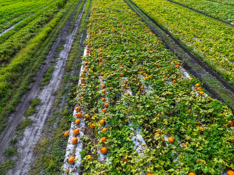 Aerial view of a pumpkin patch with rows of orange pumpkins growing on vines in a field in Castle Hayne, North Carolina, United States.