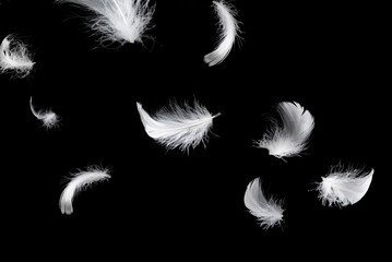 White feather isolated on a black background. © Nikolay