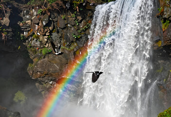Naklejka premium Nature conservation and wildlife freedom, birds flying near a powerful waterfall with a bright rainbow in a lush forest environment
