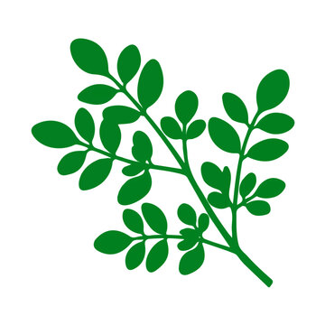 Moringa, rendered in a minimalist 2D flat vector icon style against a pure white backdrop