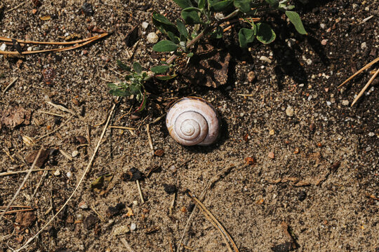 Empty snail shell on sandy soil. Pale spiral shell beside small green weeds. Dry earth and scattered pebbles in bright sunlight. Natural garden ground background. Closeup of shell and soil texture.