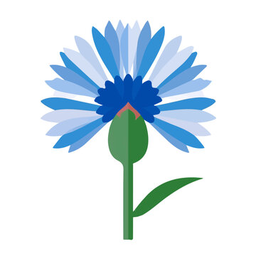 Simple flat 2D vector graphic of a Cornflower Bachelors Button Flower in modern icon style, isolated on a white canvas