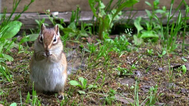 シマリス