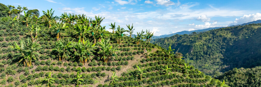 Aerial view of a lush coffee plantation on a hillside, featuring rows of coffee bushes interspersed with banana trees under a bright blue sky in Colombia.