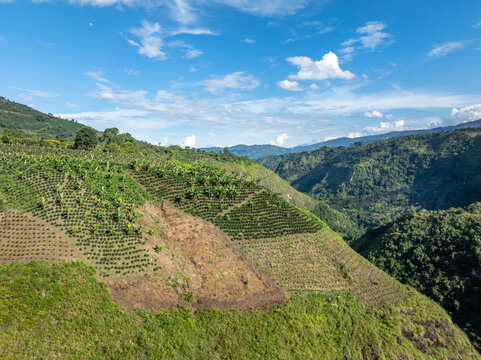 Aerial view of a lush coffee plantation on a hillside with rows of coffee plants and banana trees under a bright blue sky in Colombia.