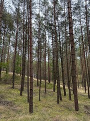 Calm forest background with copy space, nature and wellbeing concept Green forest landscape, ecology, environment and climate change concept © Dominika