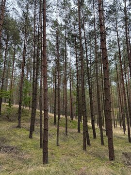 Calm forest background with copy space, nature and wellbeing concept
Green forest landscape, ecology, environment and climate change concept