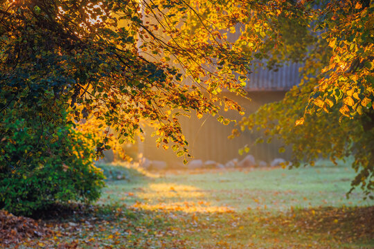 Magic morning light in autumn, Lithuania