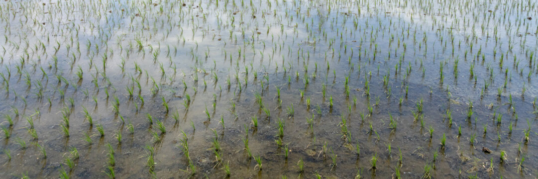 Aerial view of a flooded rice paddy with young green rice plants growing in irrigation water reflecting the sky.