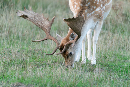 A male fallow deer, called a  buck, with large antlers and grazing on grass in a deer park in The Midlands, England. Dama dama.