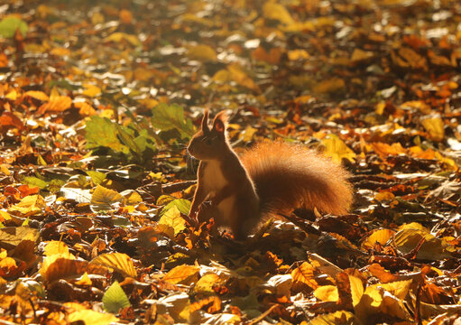 Red squirrel standing on hind legs among golden autumn leaves in warm sunlight