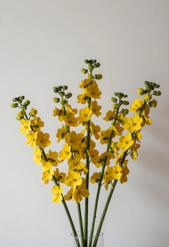 springtime freshness and floral decor, yellow senna flowers in a glass vase for interior design and home styling on a neutral background