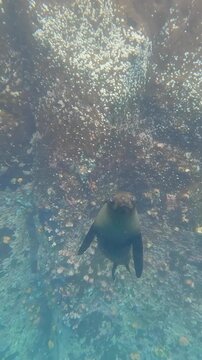 Slow motion underwater shot of curious sea lion swimming toward camera over rocky seabed covered in barnacles in clear ocean water wildlife