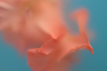 Smoke selected soft focus pink Gladiolus Flower Petals translucent matte frosted glass. Abstract...