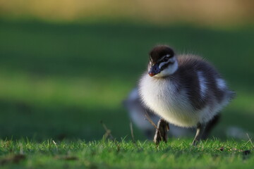 wood duck duckling © Thomas