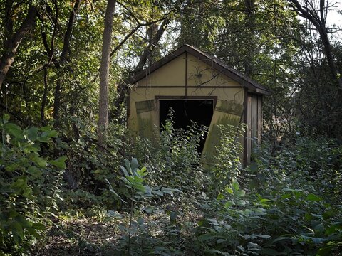Abandoned wooden shed overgrown with thick green vegetation and surrounded by lush foliage in a secluded forest setting   
