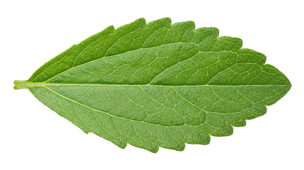 Detailed green mint leaf with serrated edges on white background © Nataliia