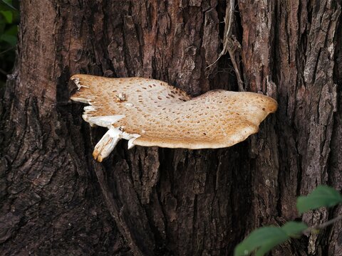 Large wild dryad saddle bracket mushroom growing on rough tree bark in a dense woodland environment   