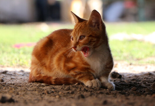 Cute ginger tabby cat meowing outdoors while resting on the ground in natural light