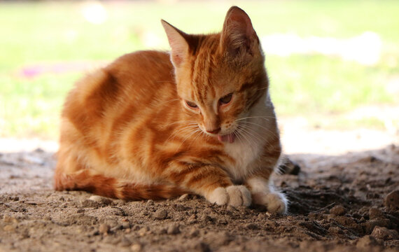 Cute ginger tabby cat meowing outdoors while resting on the ground in natural light
