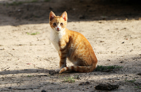 Cute ginger tabby cat meowing outdoors while resting on the ground in natural light