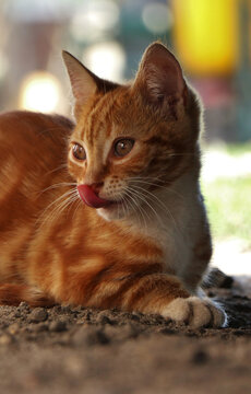 Cute ginger tabby cat meowing outdoors while resting on the ground in natural light