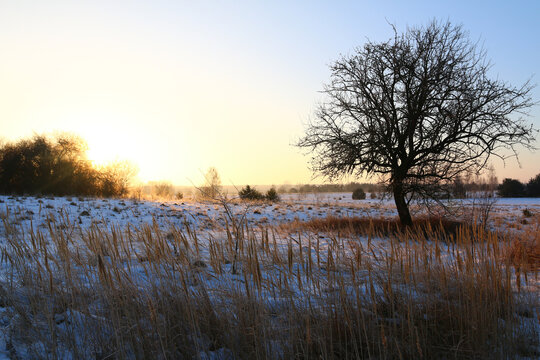 Golden sunrise over misty meadow with bare trees and sun rays in autumn countryside