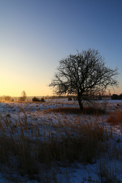 Golden sunrise over misty meadow with bare trees and sun rays in autumn countryside