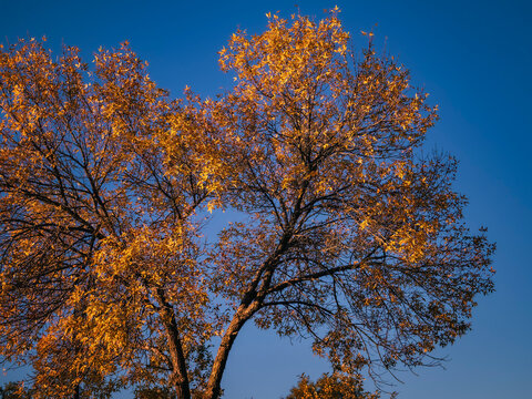 Vibrant golden orange autumn tree branches glowing against a deep clear blue sky