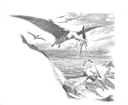 Pteranodon ingens. Vintage natural history illustration of pterosaurs flying and diving above a prehistoric sea. Fine black ink hatching depicts several long-beaked flying reptiles over rippling water