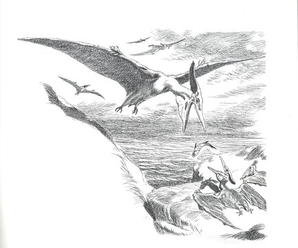 Pteranodon ingens. Black and white illustration of pterosaurs flying and gathering along a prehistoric shoreline. A natural history drawing shows long-beaked flying reptiles above rippled water, with 