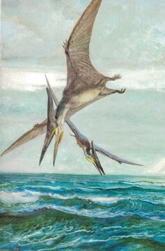 Pteranodon ingens. Painted pterosaurs swoop above ocean waves in a dramatic prehistoric coastal scene. The vintage-style painting depicts long-beaked flying reptiles with outstretched wings 