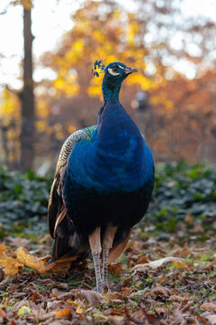 Gracefull peacock in the autumn park