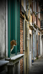 cat in venice © Cristian
