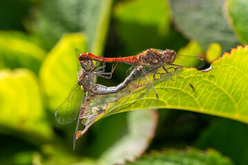 zwei Libellen auf einem grünen Blatt © jsr548