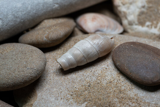 Still life of shells and artifacts shaped and returned by the sea 3