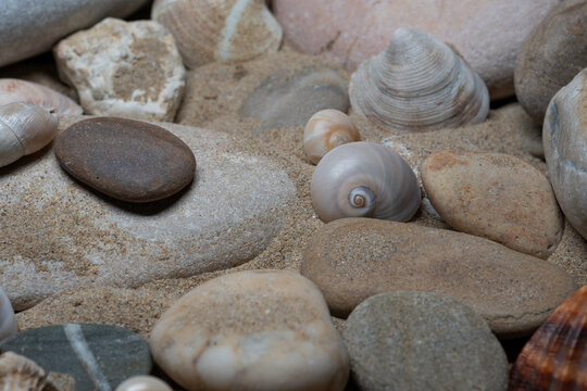Still life of shells and artifacts shaped and returned by the sea 3