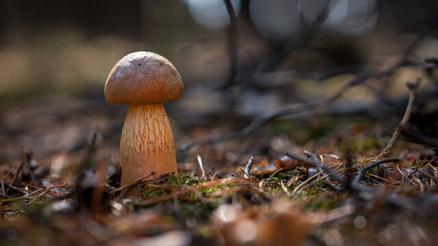 Pilze im Wald
