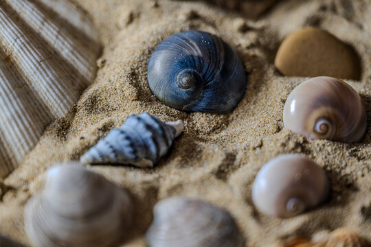 Still life of shells and artifacts shaped and returned by the sea