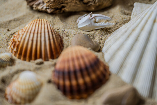 Still life of shells and artifacts shaped and returned by the sea