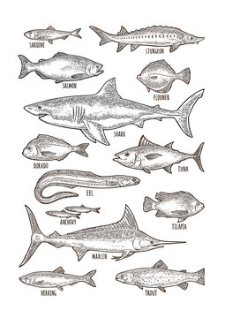 Set hand drawn vintage engrave illustration isolated. Vector clip art collection different fish. Shark, tuna, salmon, tilapia, trout, flounder, dorado, anchovy, eel, sardine, sturgeon, herring, marlin